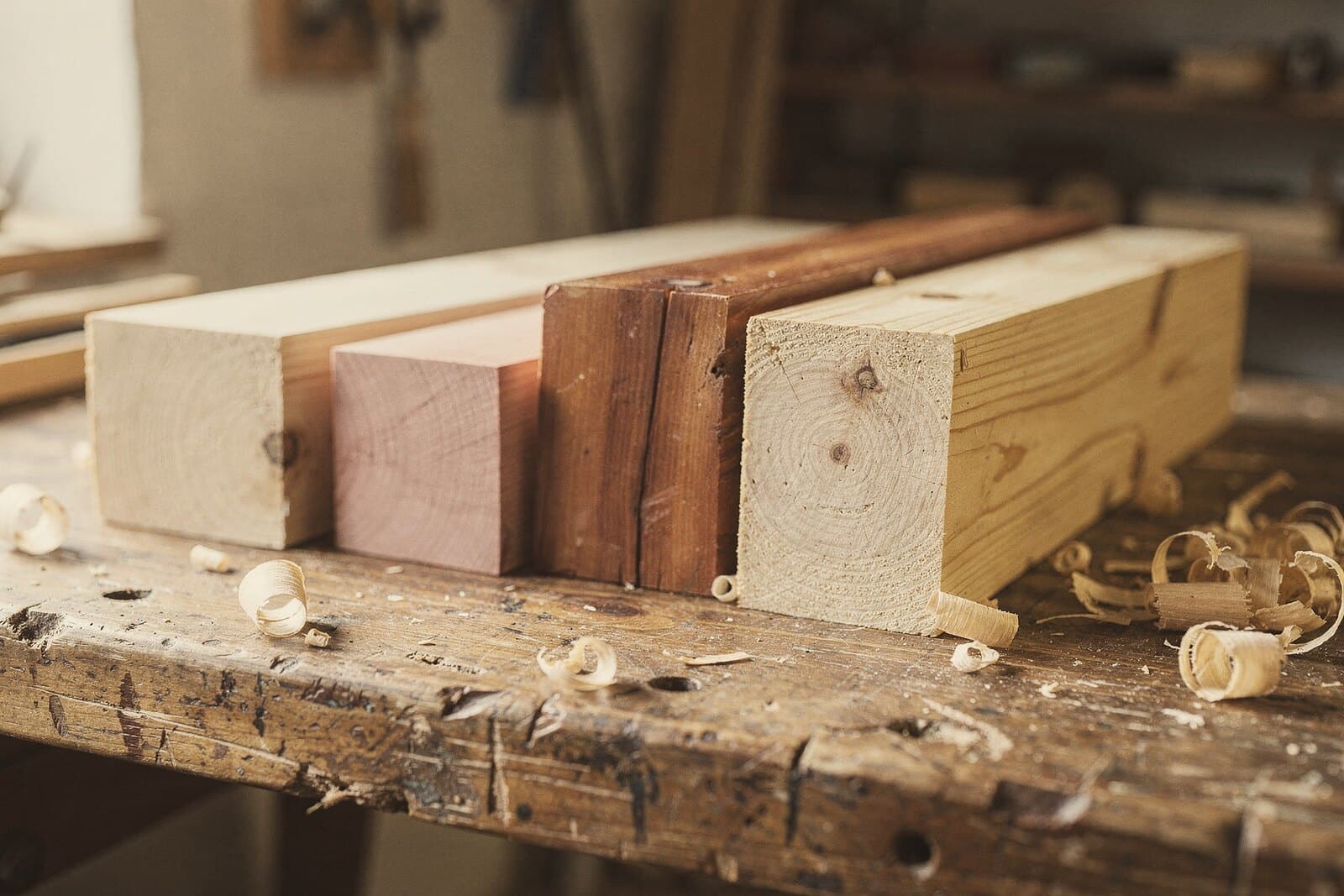 Blocks of pale linden, pinkish beech, reddish alder and yellowish spruce side by side on a workbench, end grain showing.